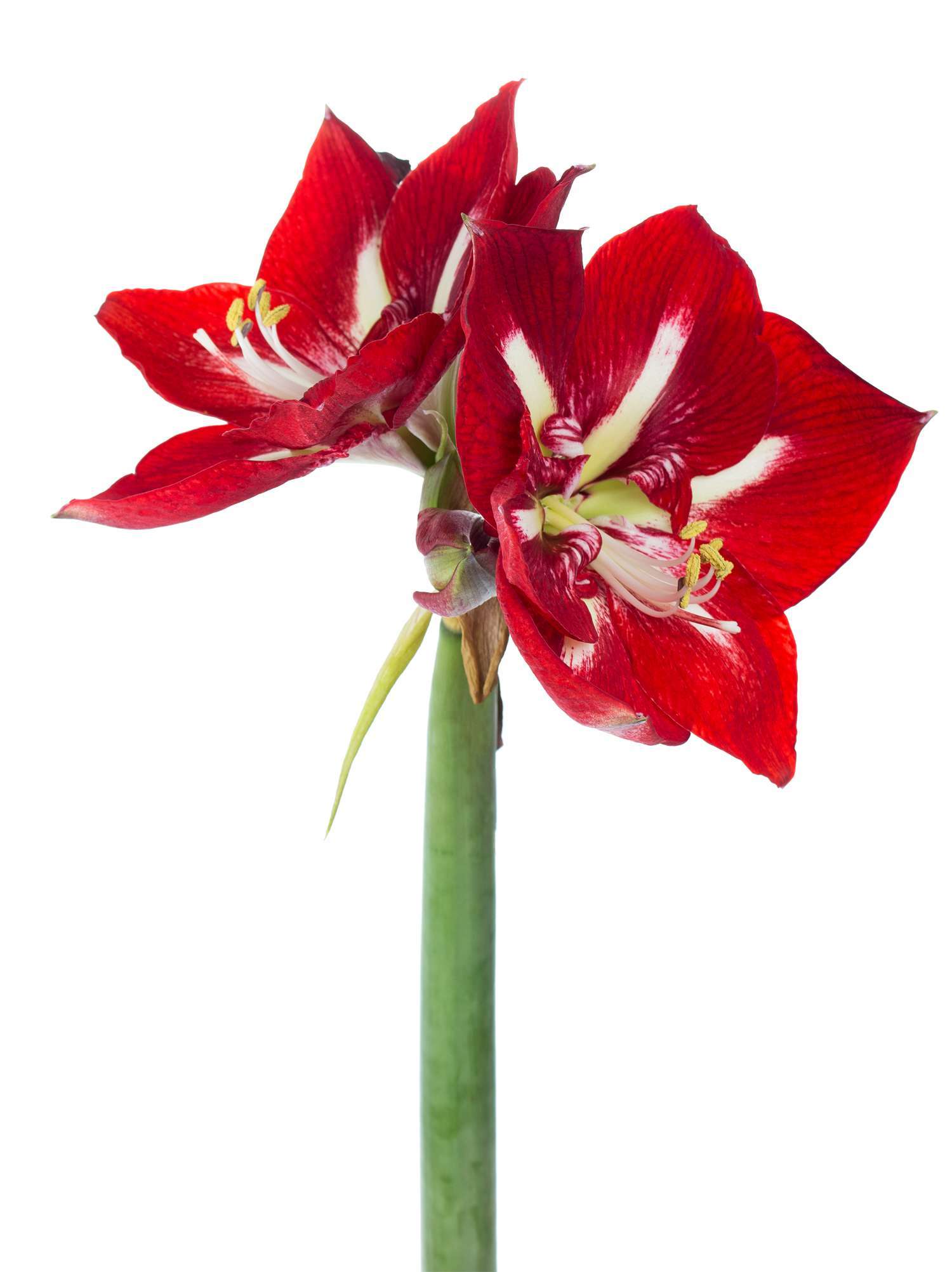 blumigo-amaryllis-barbados-rot-wei-schnittblume-stiel image 2