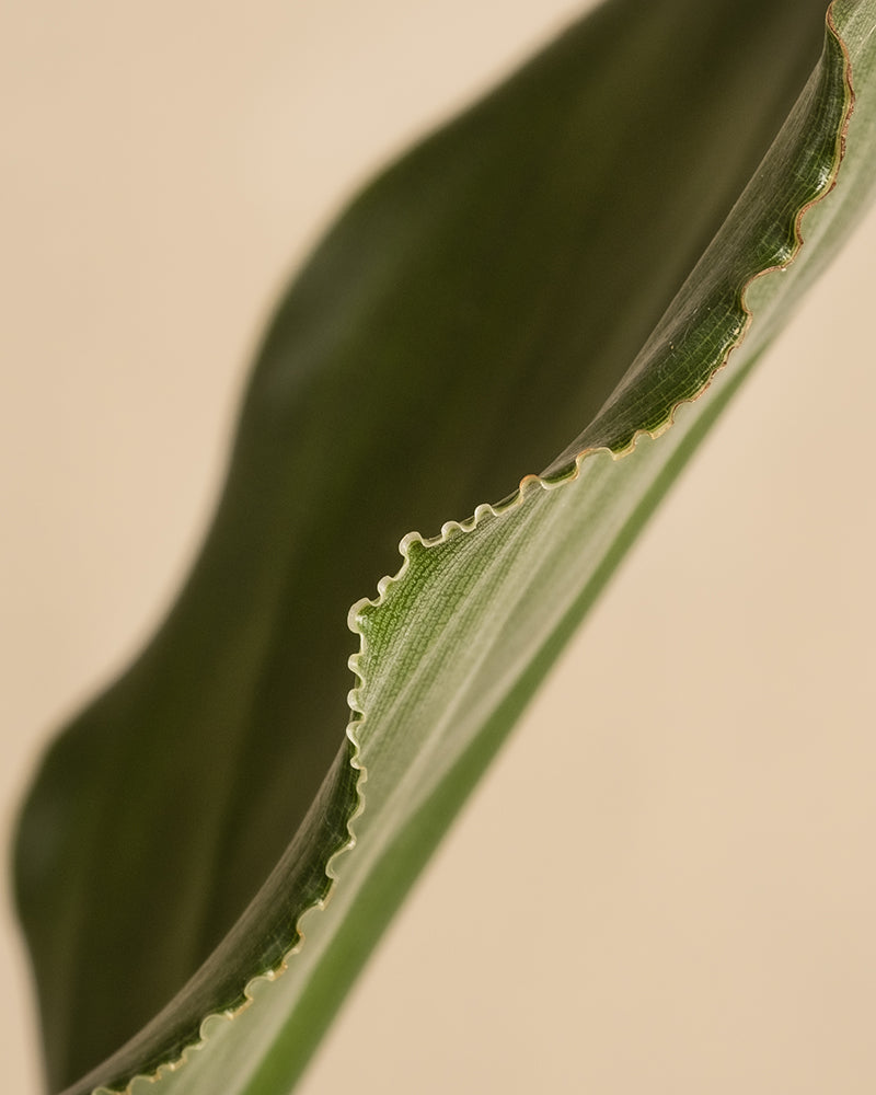 feey-variado-strelitzia-reginae-zimmerpflanze-ohne-bertopf-viel-licht image 2