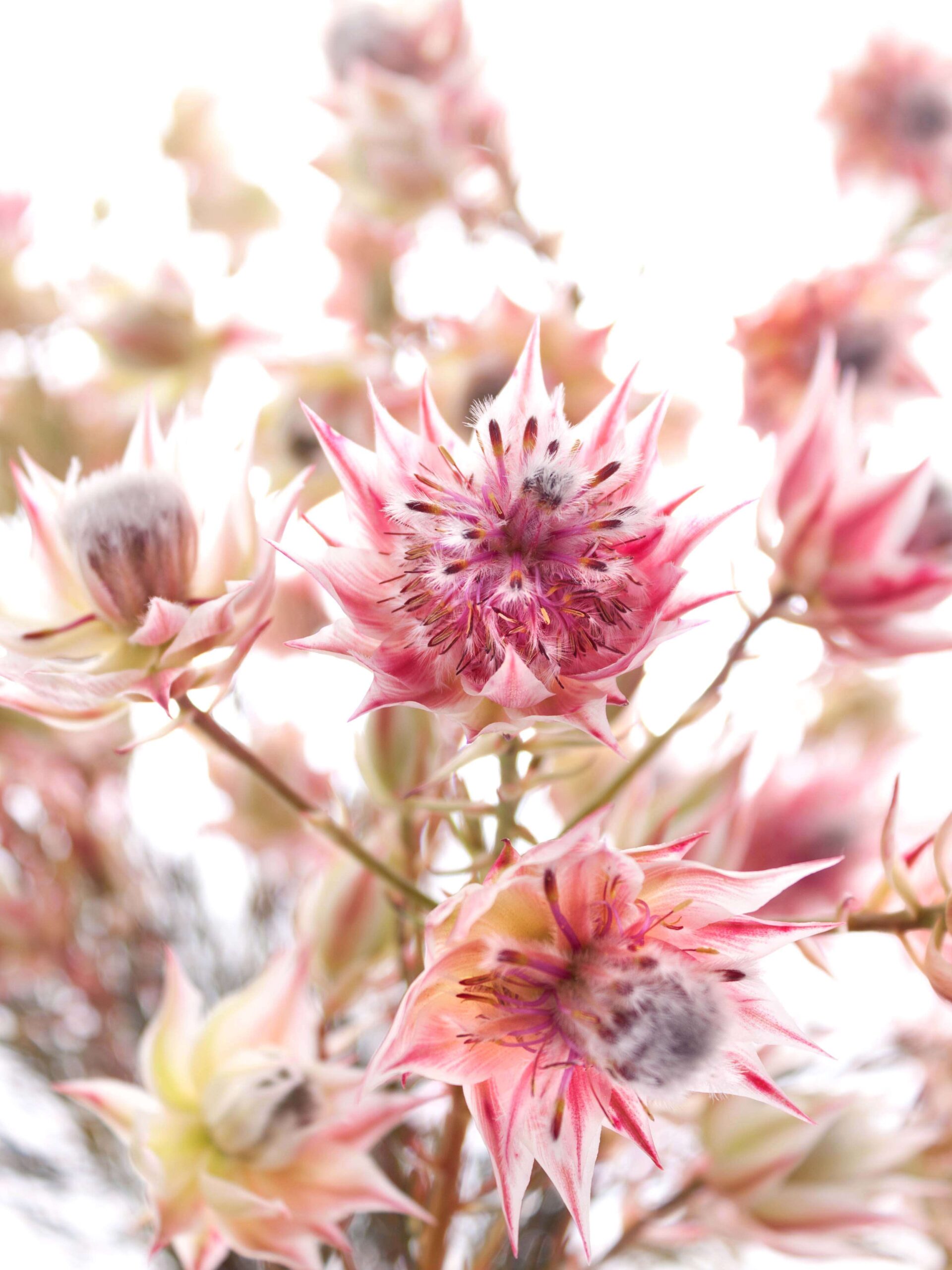 blumigo-blushing-bride-serruria-protee-pink-creme-frisch image 4