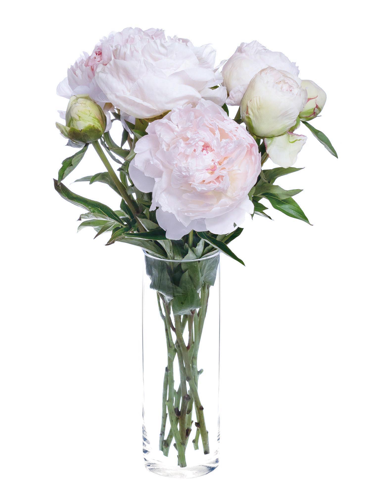 blumigo-pfingstrosen-mothers-choice-schnittblume-wei-rosa image 3