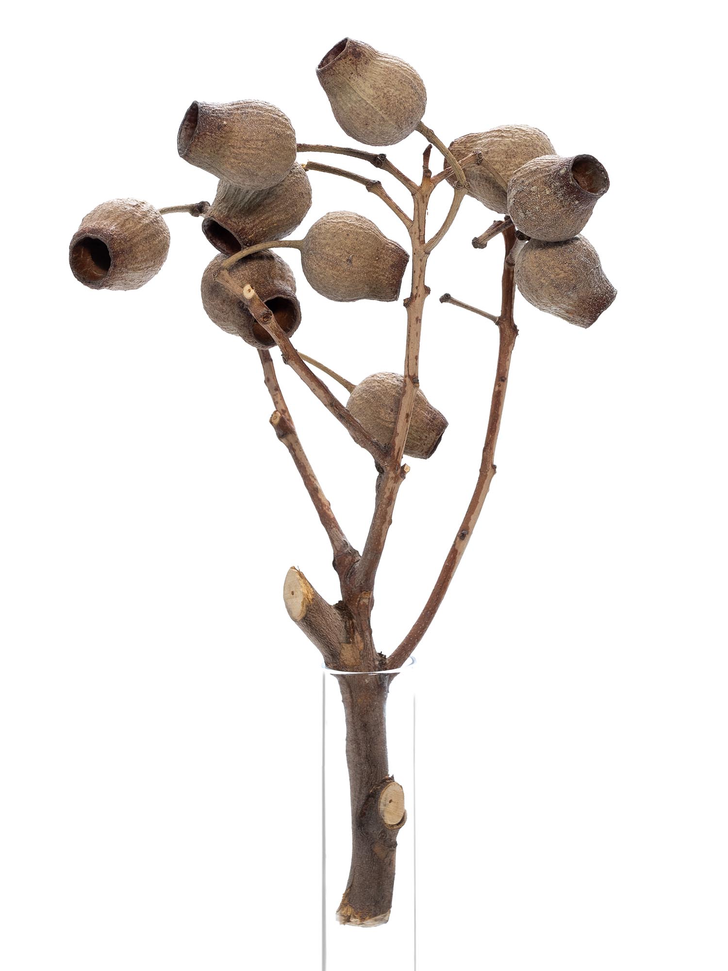 blumigo-bellgum-glockenfrucht-trockenblumen-braun-natur image 2