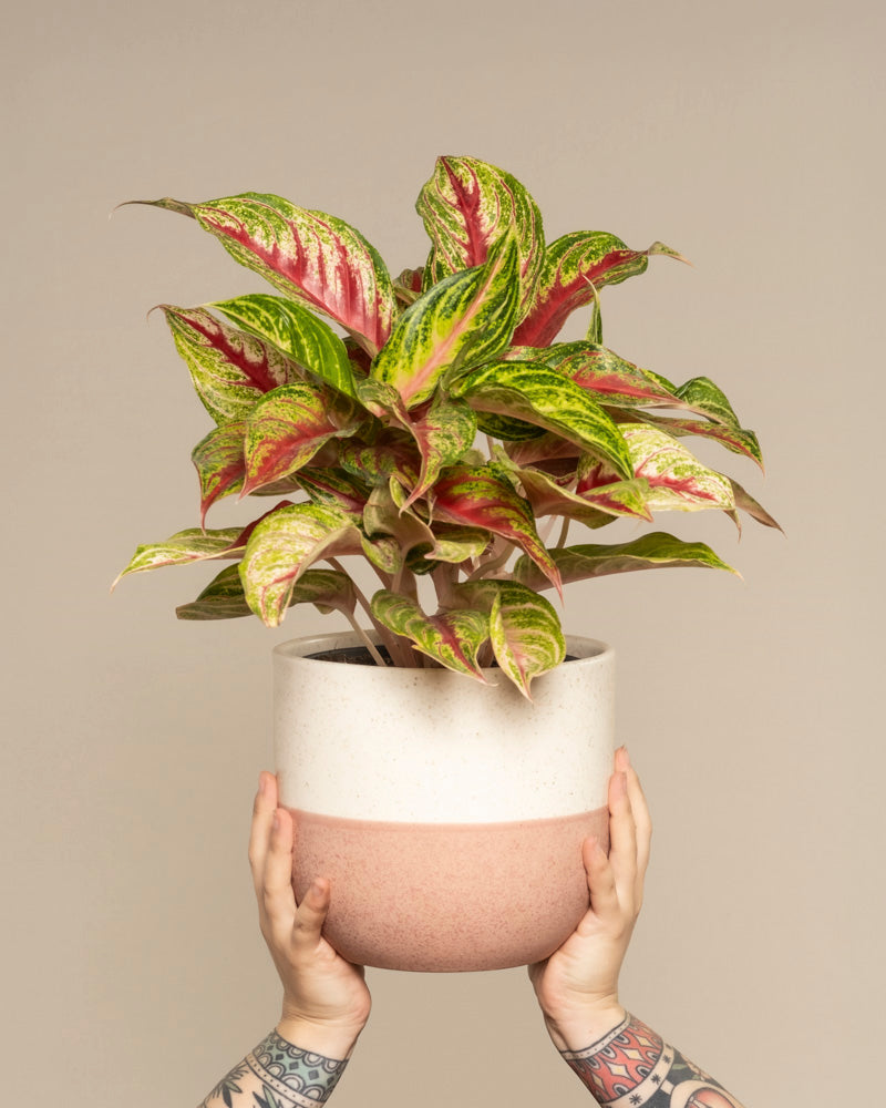 feey-variado-aglaonema-siam-violet-zimmerpflanze-topf-18 image 1