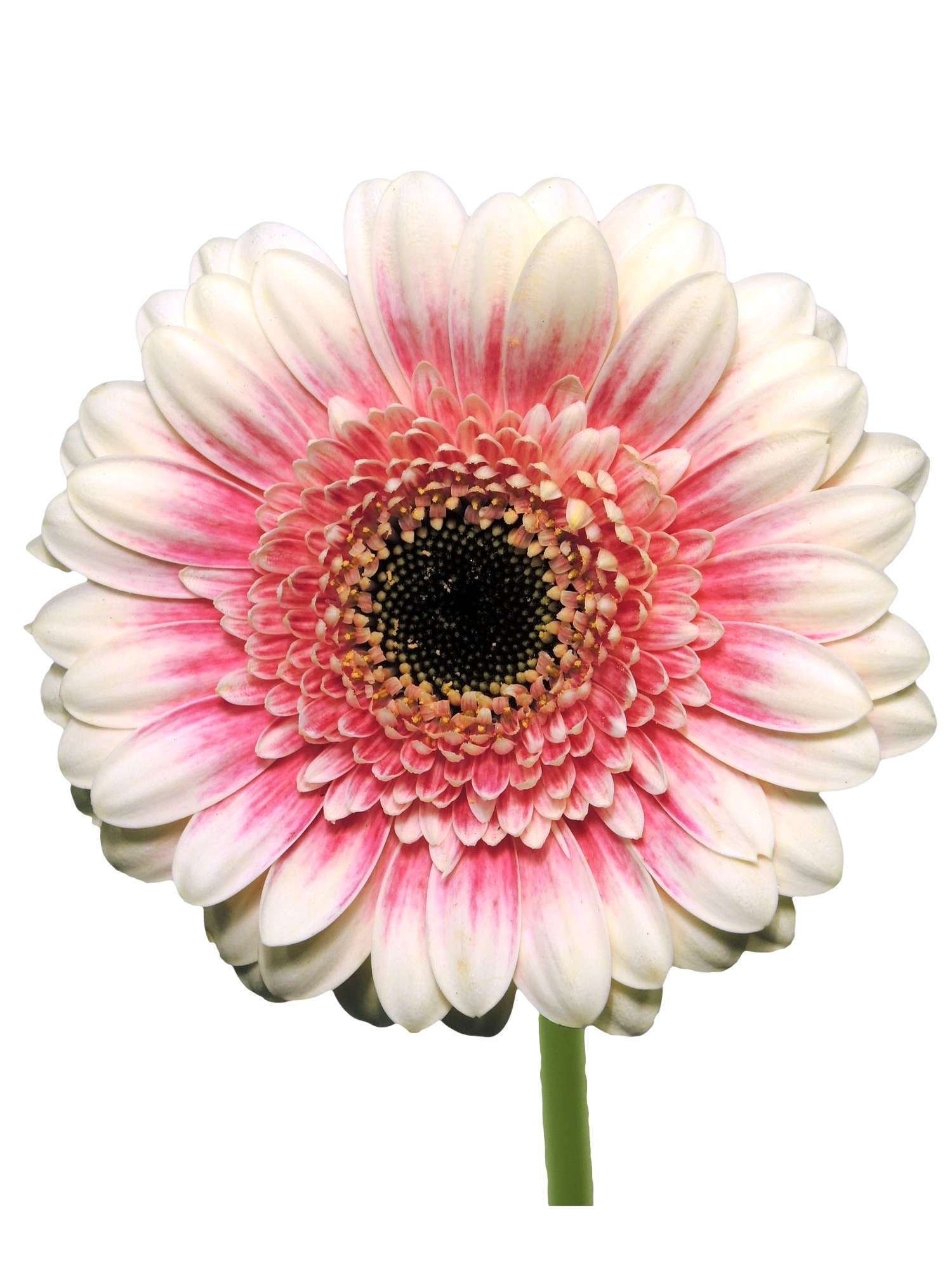 blumigo-gerbera-lucia-mini-gerbera-rosa-wei-lange-haltbar image 1