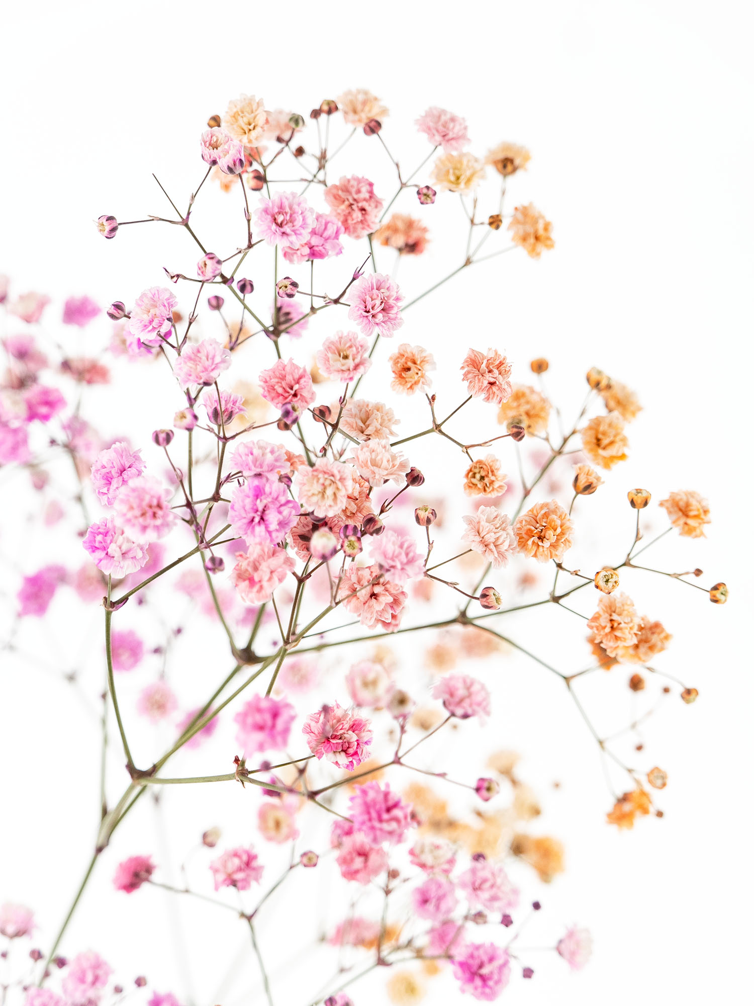 blumigo-schleierkraut-disco-malibu-schnittblumen-orange-pink image 1