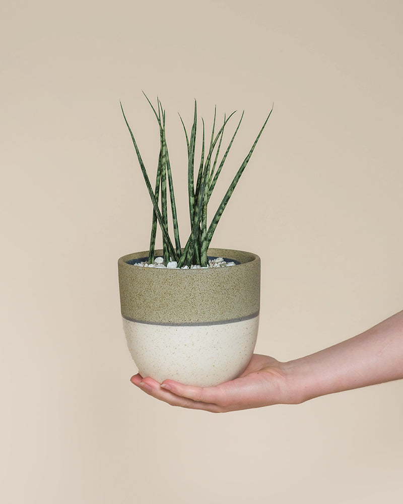 feey-variado-sansevieria-mikado-zimmerpflanze-pflegeleicht image 8