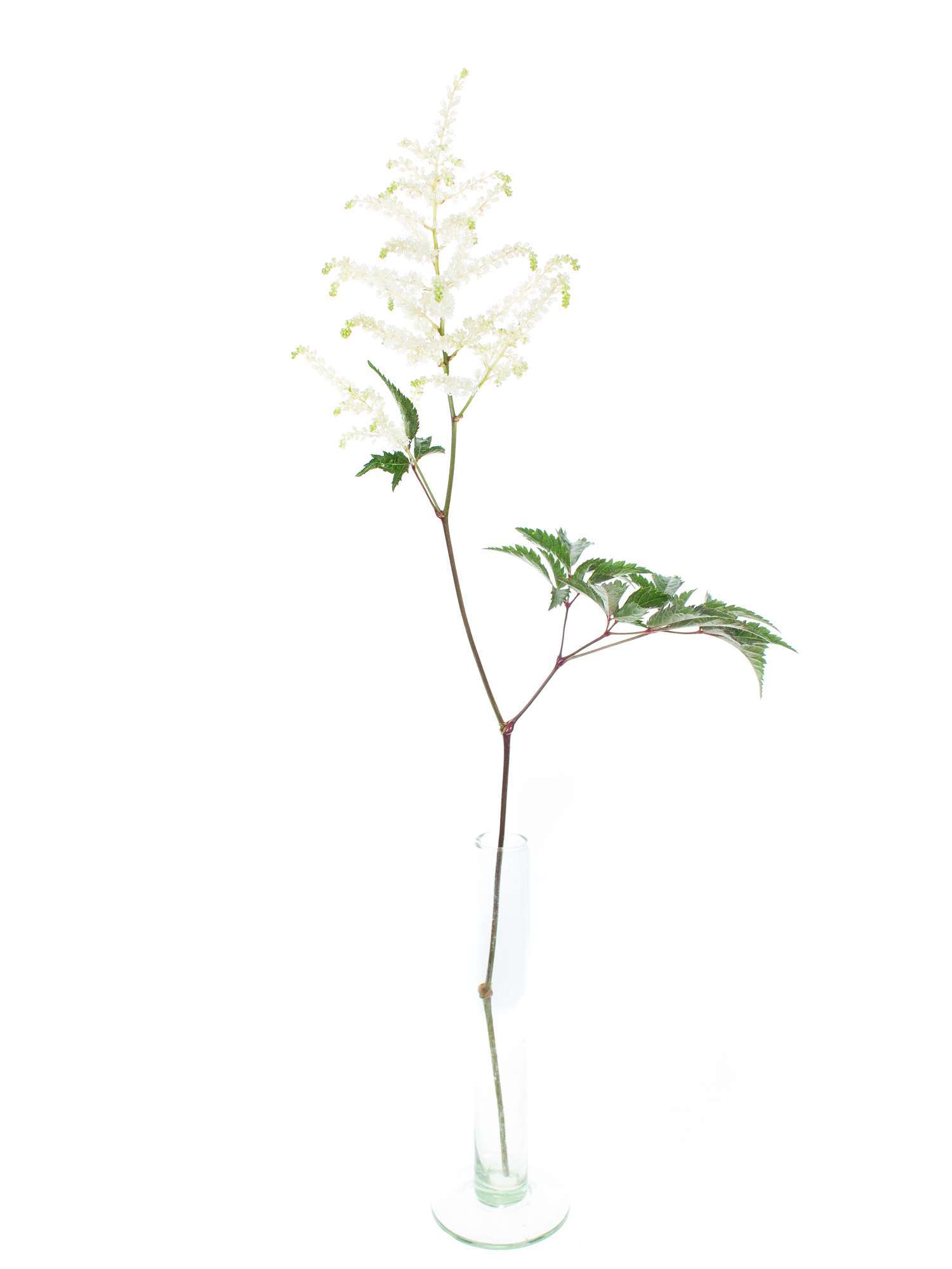 blumigo-washington-astilben-bindegr-n-wei image 3