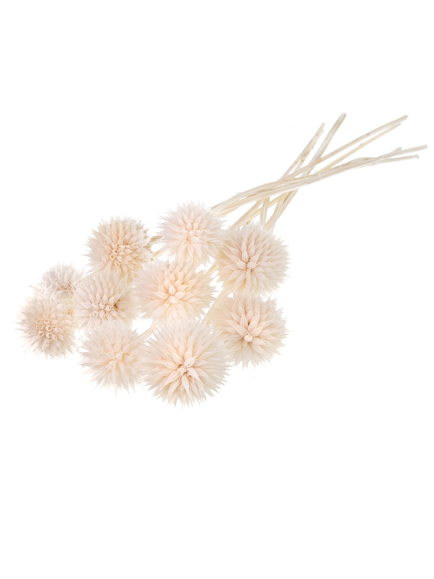 blumigo-l-wenohr-leonotis-creme-wei-trockenblume-gebleicht image 3