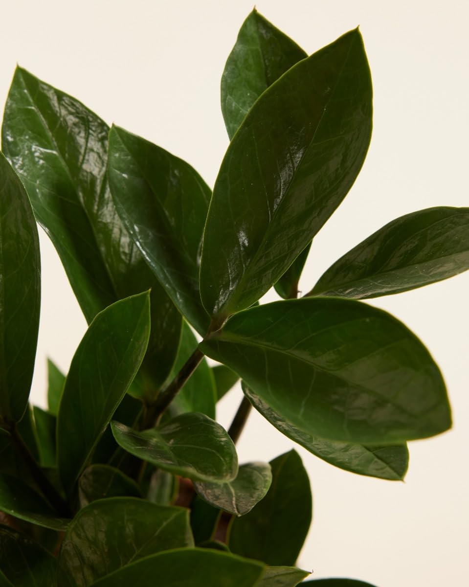 plnts-rareplnts-zamioculcas-zamiifolia-zimmerpflanze-35-cm-gl-cksfeder image 3