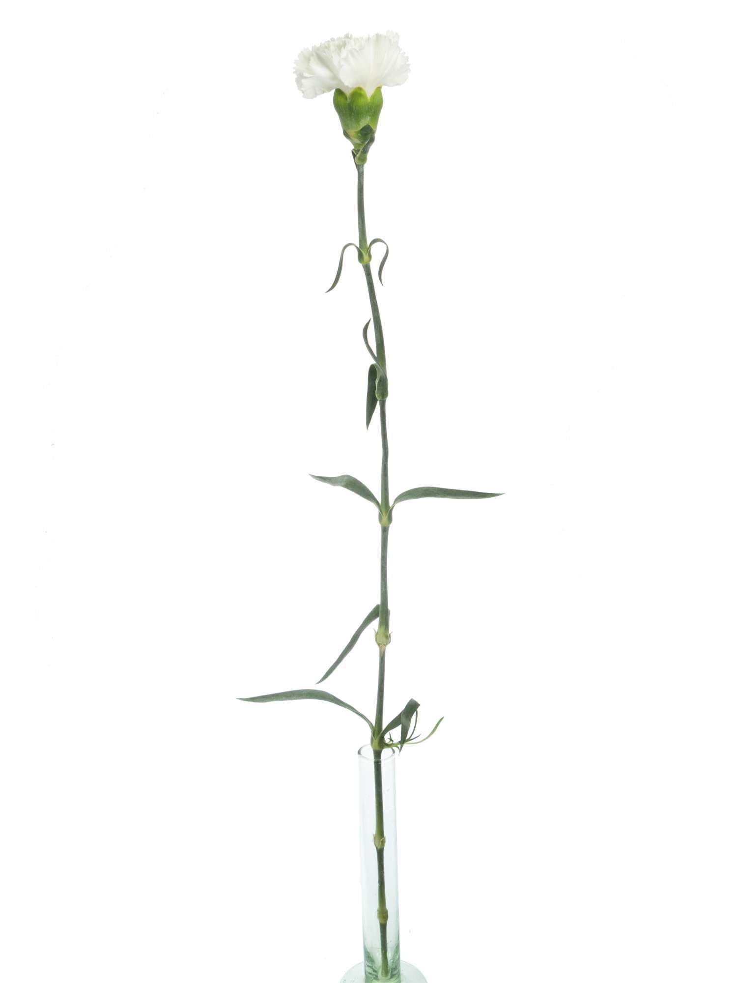 blumigo-nelken-edelnelken-baltico-schnittblume-wei image 5