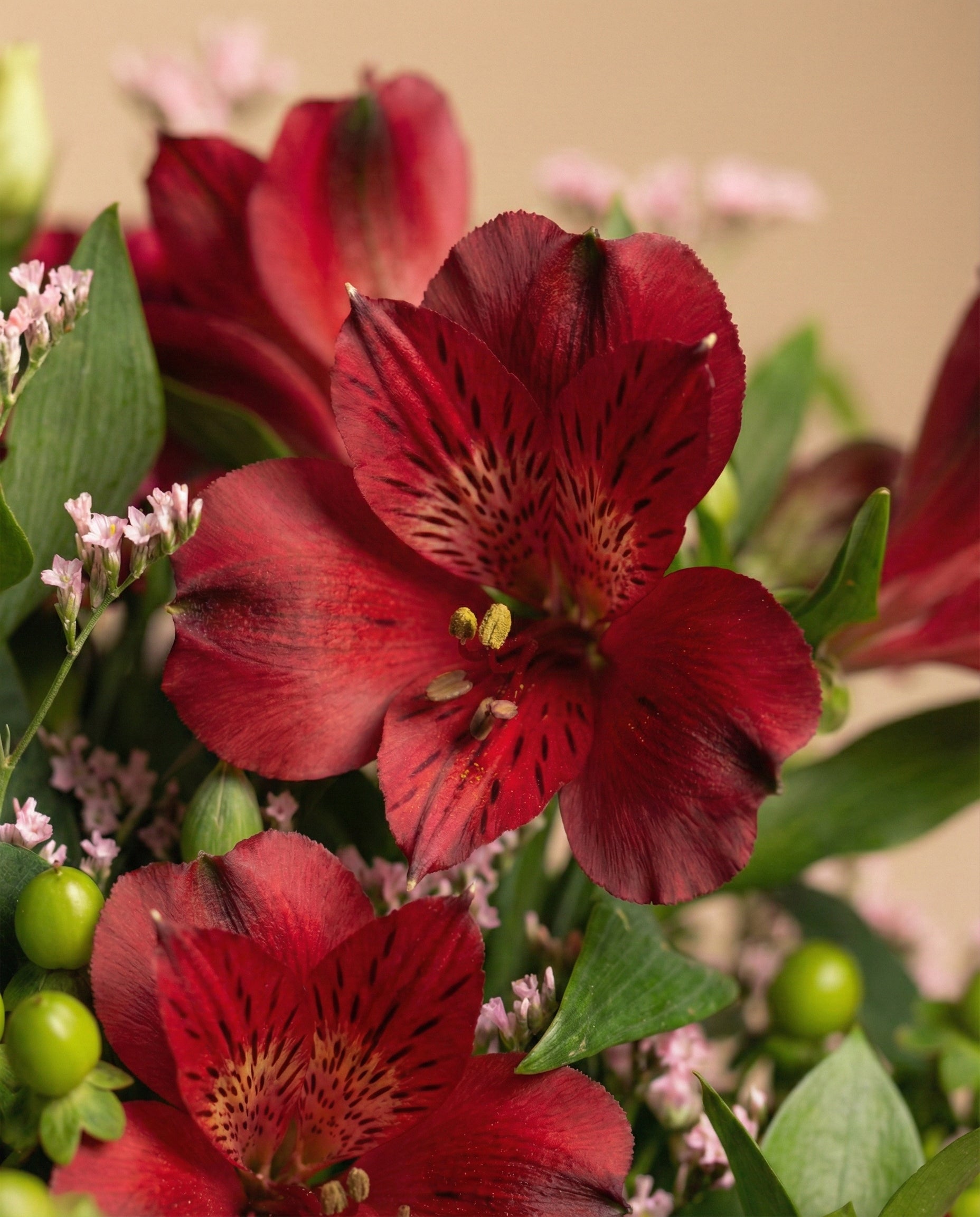 feey-rilio-abendrot-blumenstrauss-ungebunden-alstroemeria image 5
