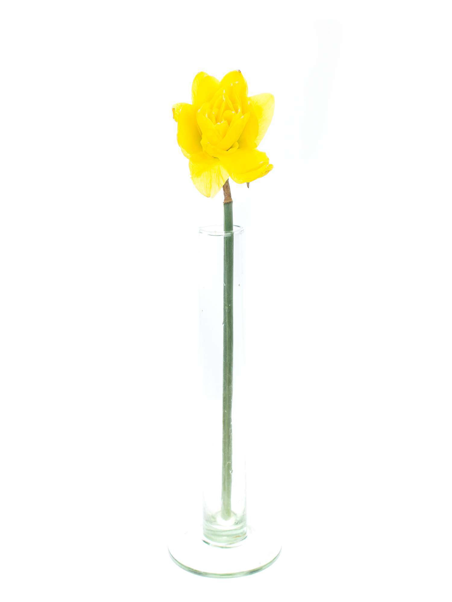 blumigo-fr-hlingsknollen-narzissen-dick-wilden-gelb-gef-llt image 3