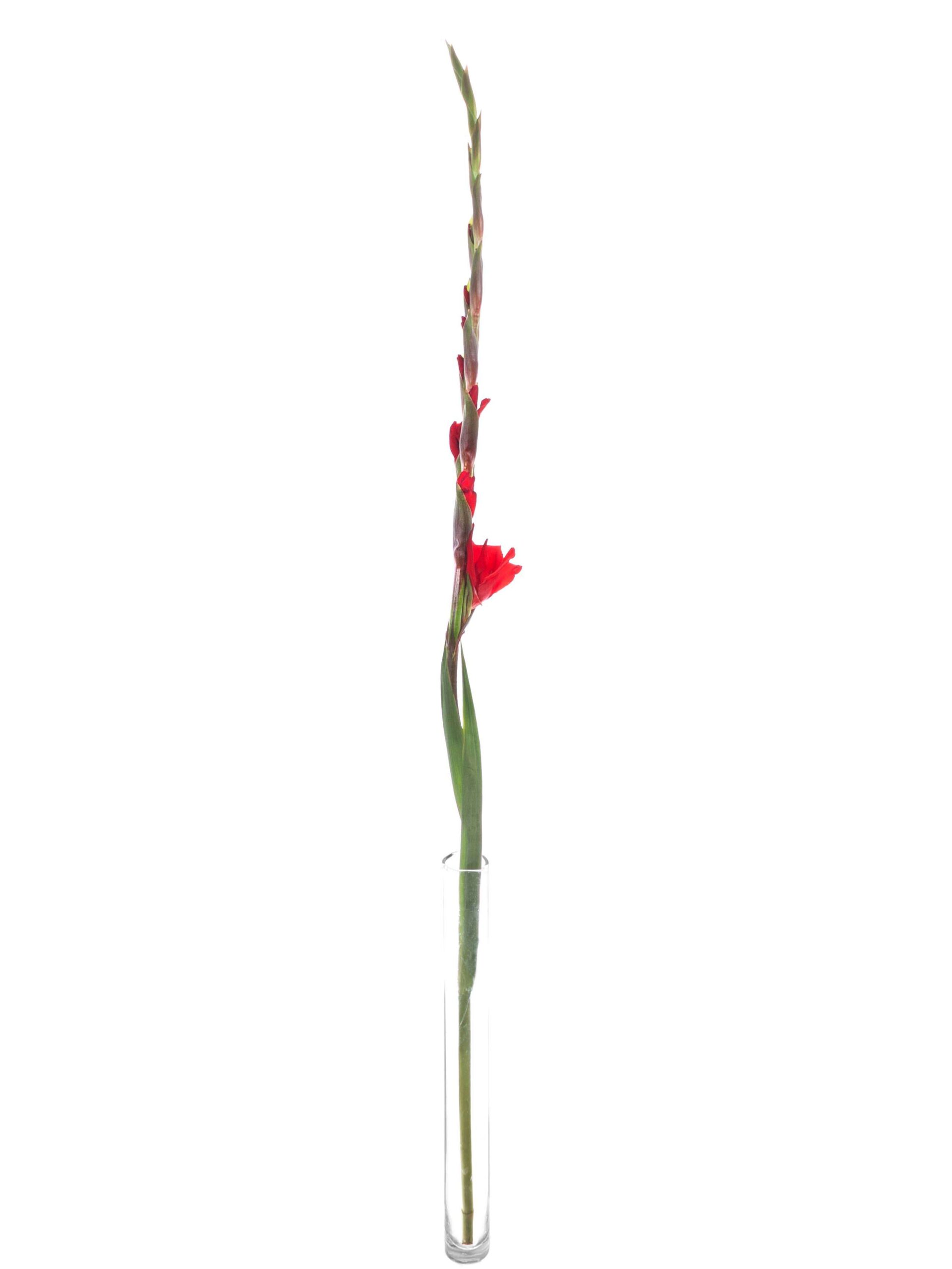 blumigo-red-balance-gladiolen-rot-schnittblumen image 5