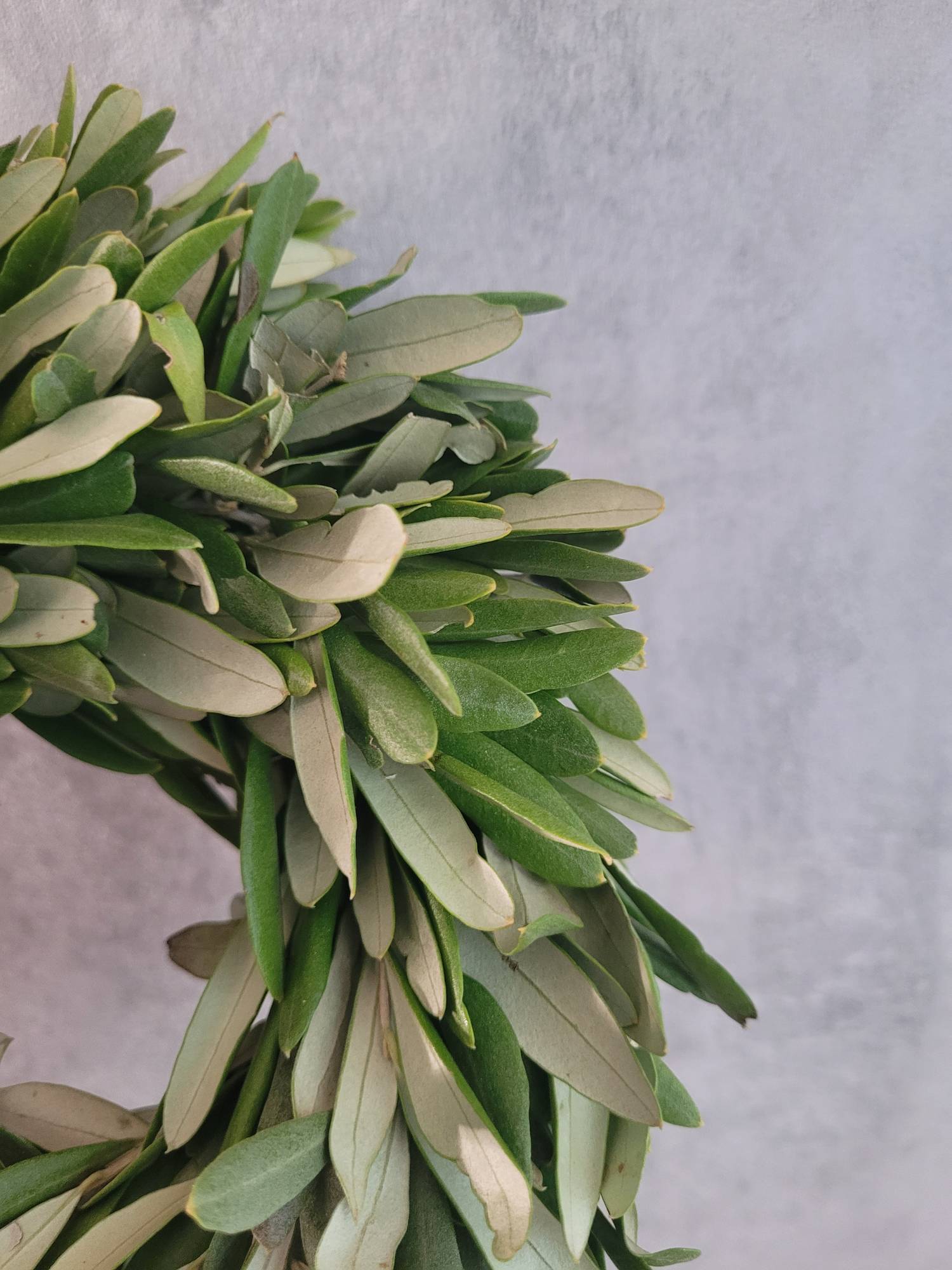 blumigo-exklusives-greenery-olivenkranz-gr-n-27-30-cm image 4