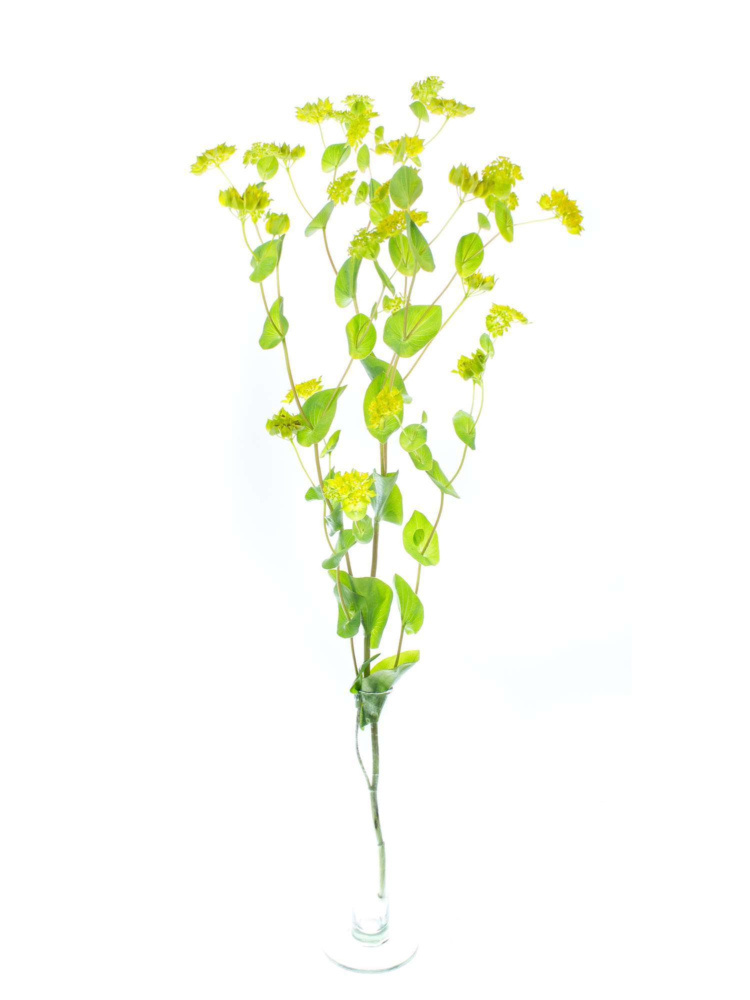 blumigo-blattwerk-bupleurum-gr-n-gelb-bindegr-n image 3