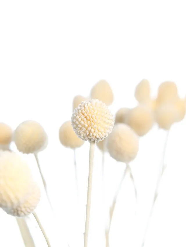 blumigo-trockenblumen-craspedia-trommelst-cke-wei-creme image 1