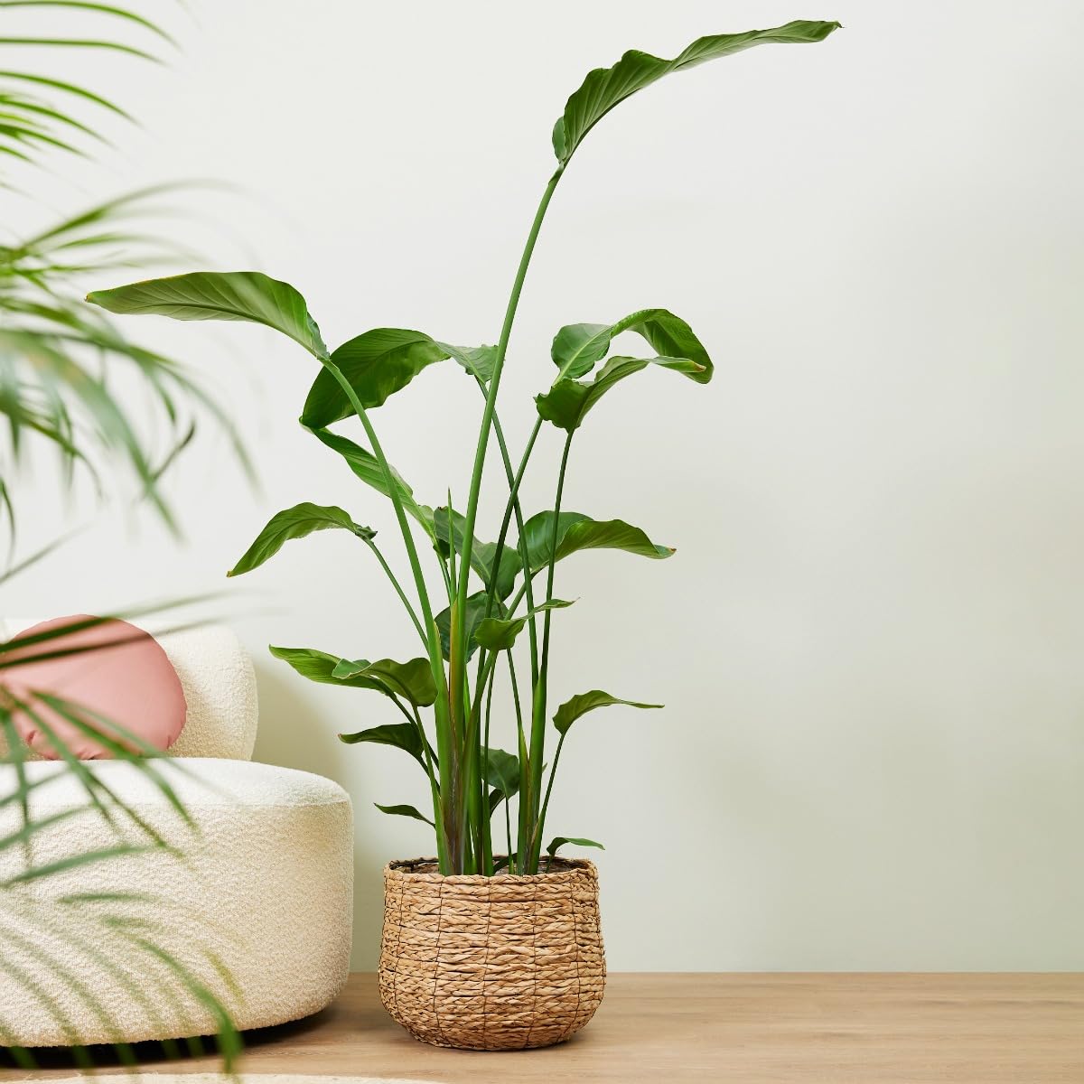 plnts-strelitzia-nicolai-zimmerpflanze-27cm-topf-160cm-gro-e-pflanze image 6