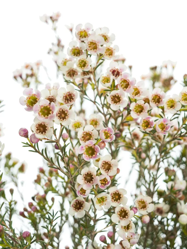 blumigo-blattwerk-wachsblume-blondie-wei-rosa image 1