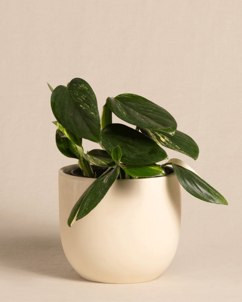 feey-variado-monstera-standleyana-zimmerpflanze-ohne-bertopf image 6