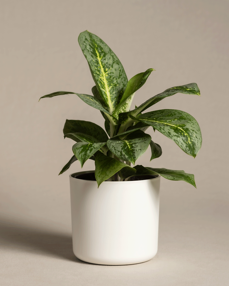 feey-variado-aglaonema-lemon-mint-zimmerpflanze-o-bertopf image 7