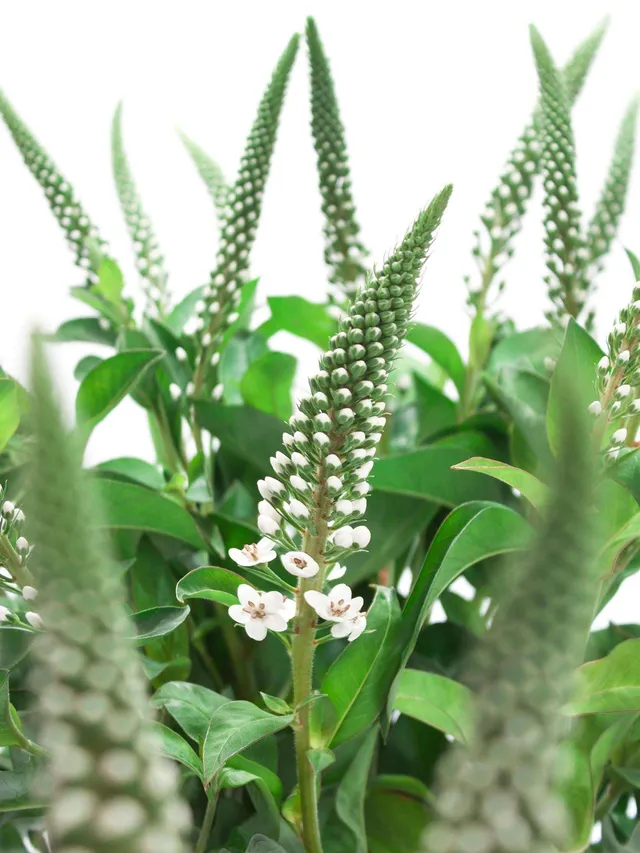 blumigo-lysimachia-elisabeth-wei-es-bindegr-n-bund image 1