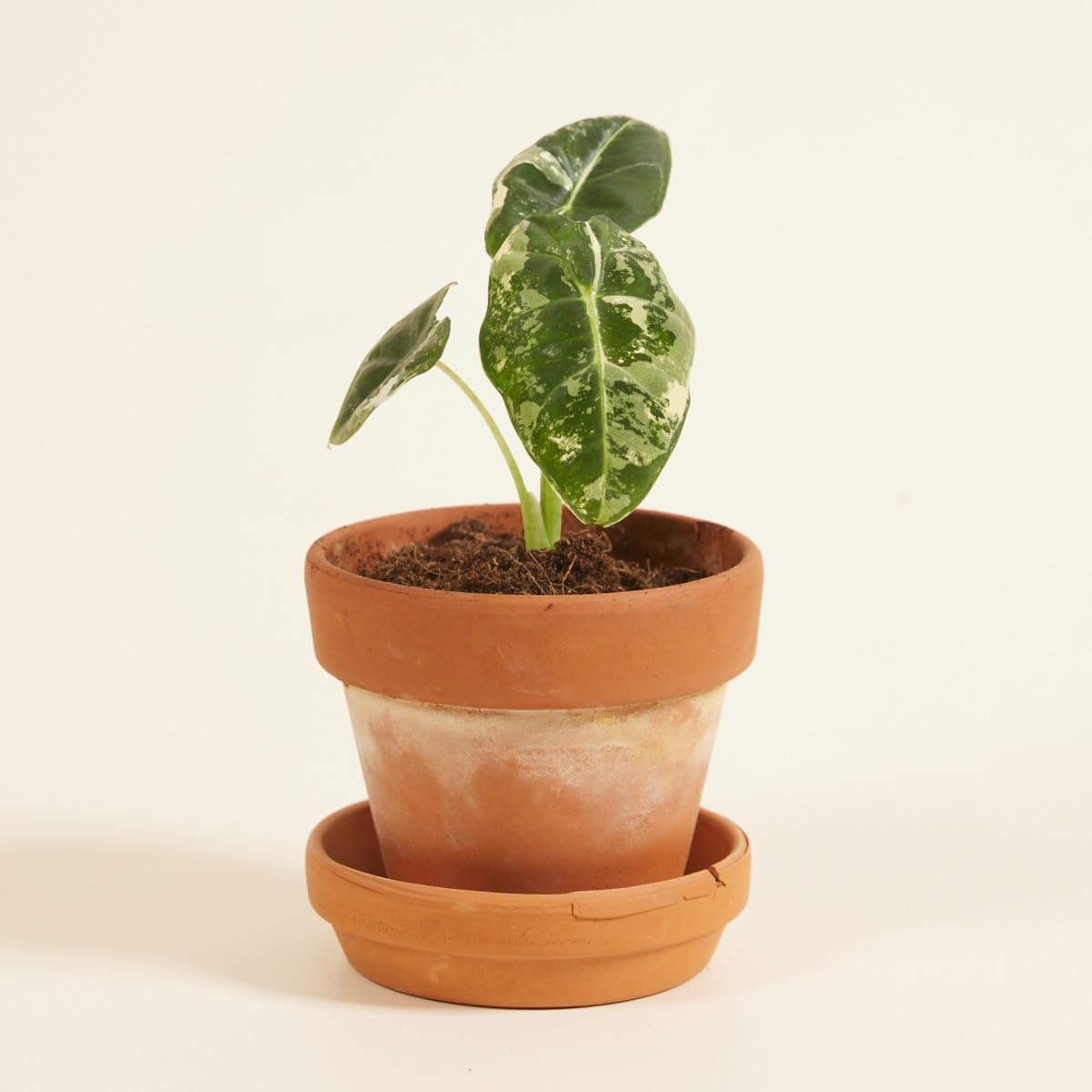 plnts-babyplnts-baby-alocasia-frydek-variegata-zimmerpflanze-12cm image 6