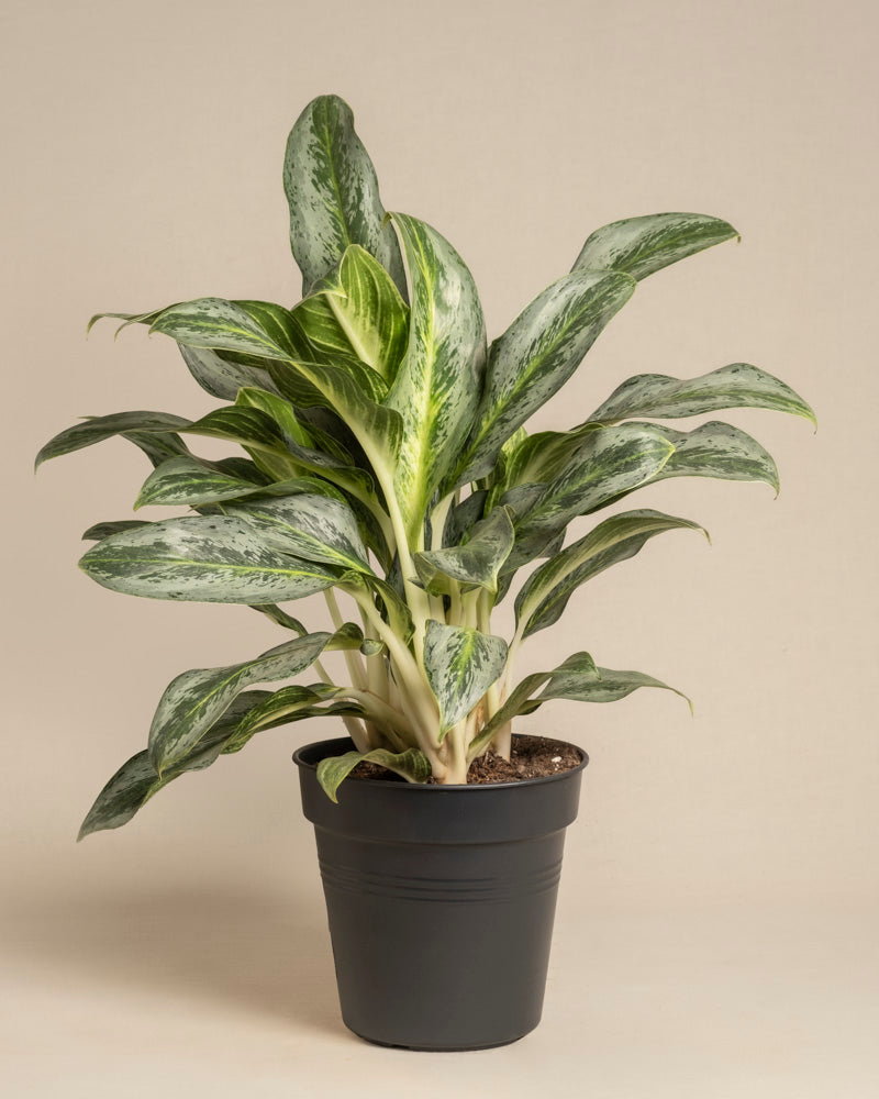 feey-variado-aglaonema-emerald-stone-zimmerpflanze-ohne-bertopf image 3