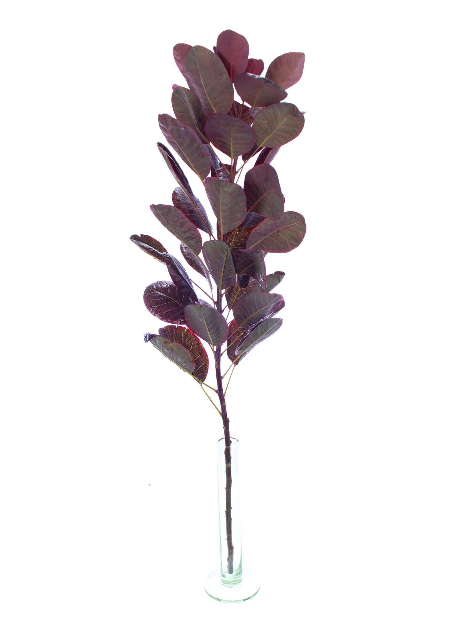 blumigo-blattwerk-cotinus-royal-purple-per-ckenstrauch-zweig-rot-1-stiel image 3