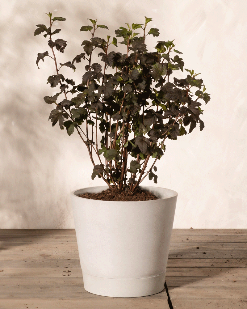 feey-amsterdam-physocarpus-opulifolius-strauch-ohne-topf image 4