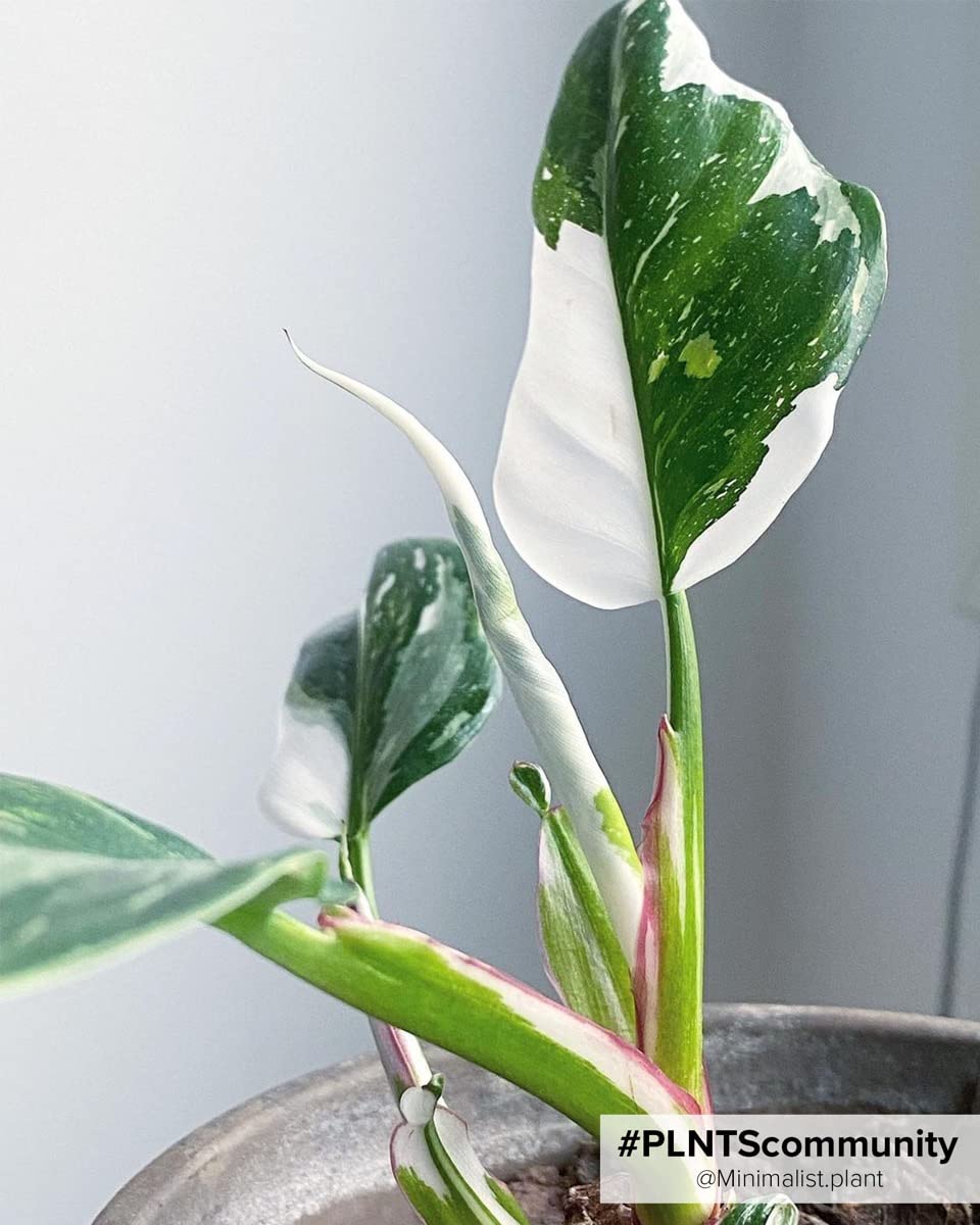 plnts-babyplnts-philodendron-white-princess-zimmerpflanze-8cm image 7