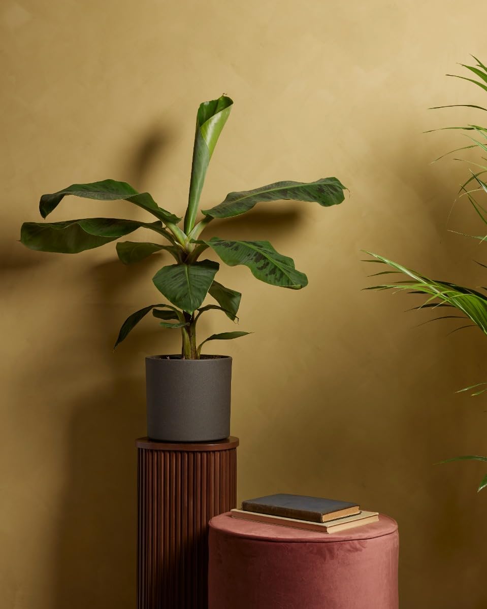 plnts-rareplnts-musa-dwarf-cavendish-bananenpflanze-90cm image 6
