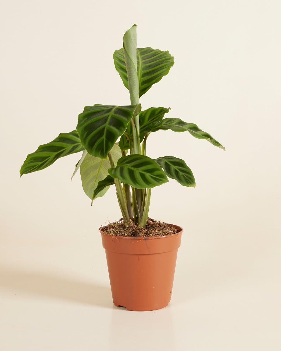 plnts-rareplnts-calathea-zebrina-zimmerpflanze-12cm-35cm-luftreinigend image 2