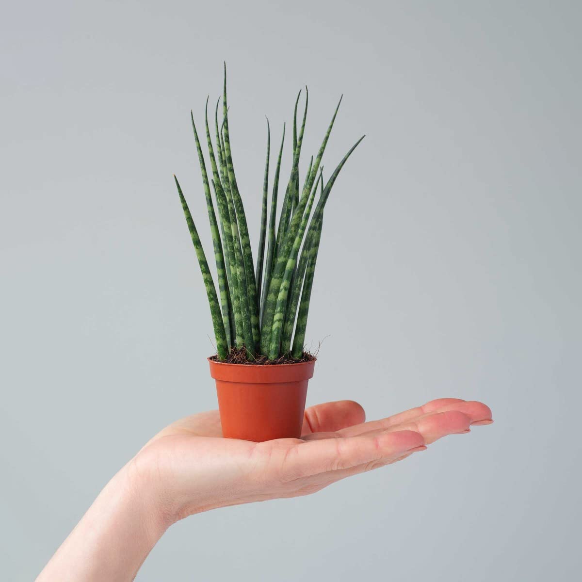 plnts-babyplnts-sansevieria-fernwood-mikado-babypflanze-15-cm image 6