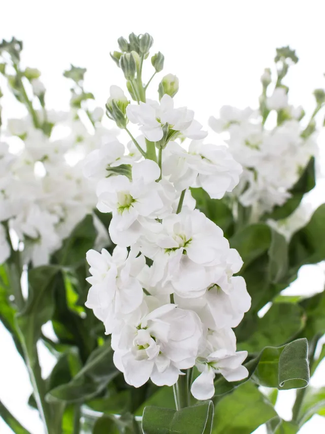 blumigo-levkojen-centrum-white-schnittblume-wei-duft image 1
