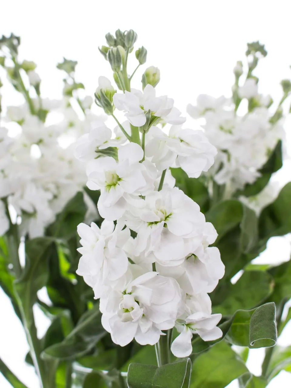 blumigo-levkojen-centrum-white-schnittblume-wei-duft image 1