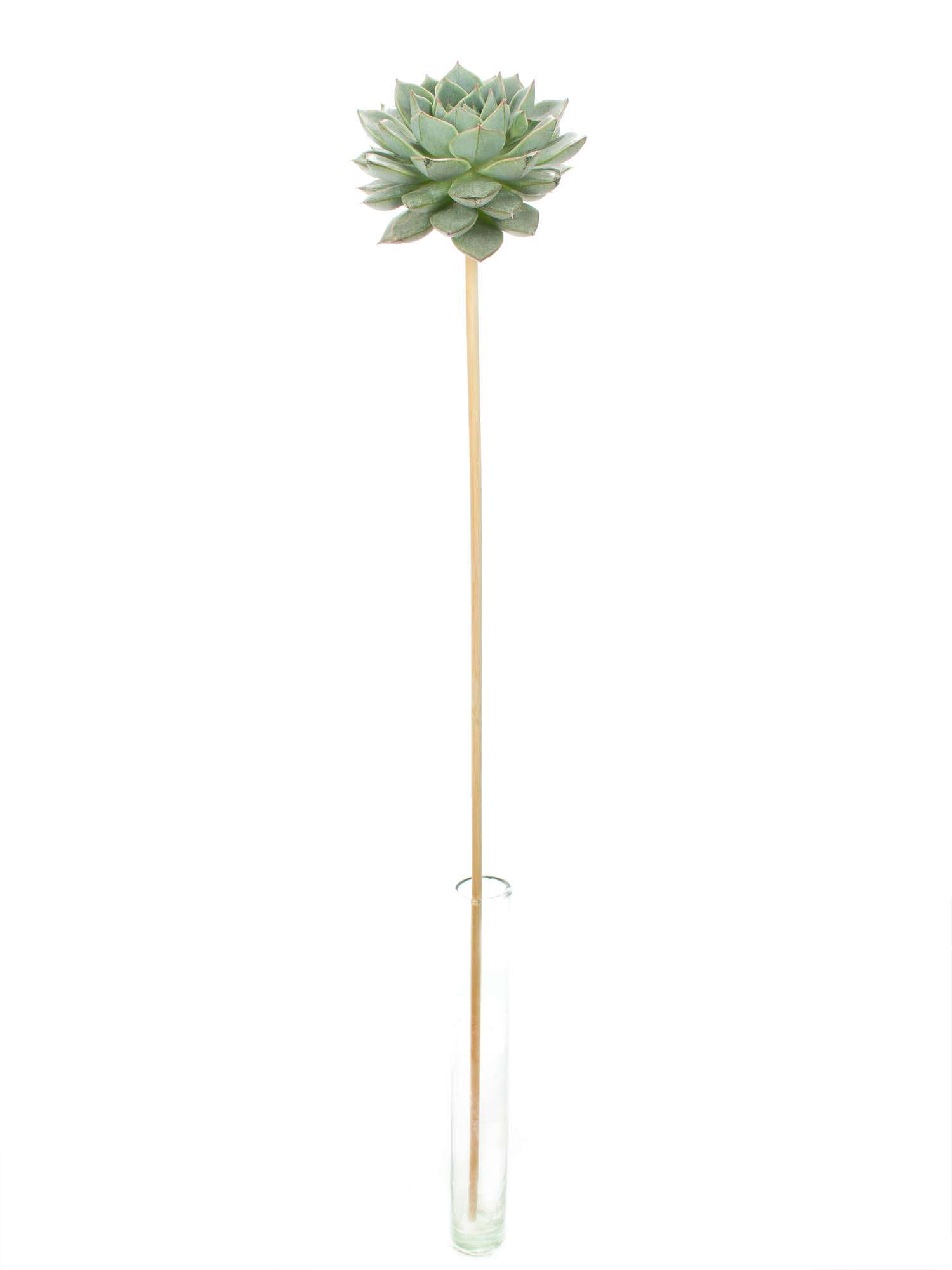 blumigo-blattwerk-echeverien-sukkulenten-gr-n-stab image 2