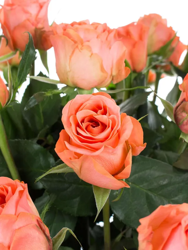 blumigo-rosen-romanza-schnittrosen-apricot-st-ck image 1