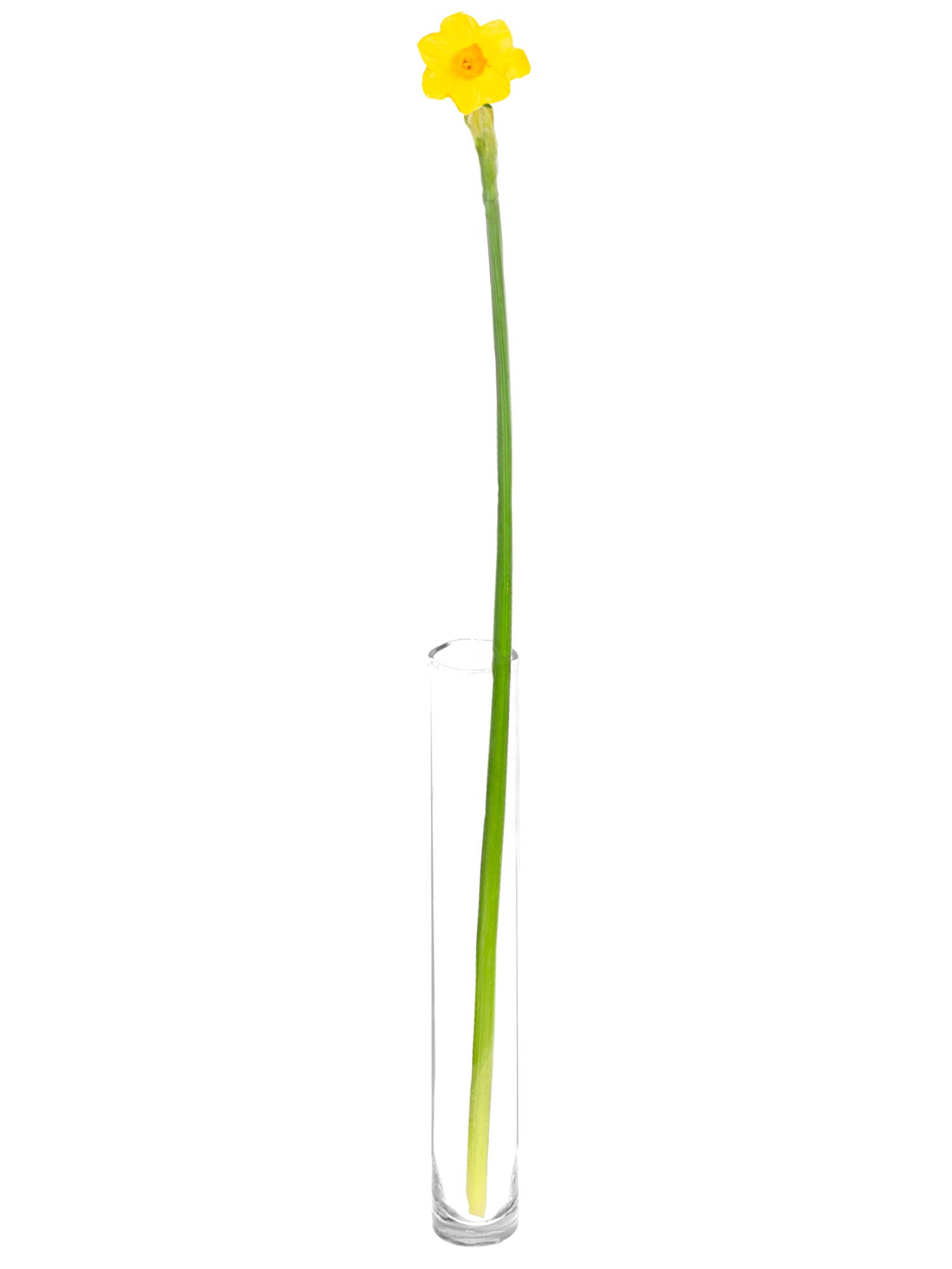 blumigo-fr-hlingsknollen-narzissen-soleil-d-or-gelb-orange-stiel image 3
