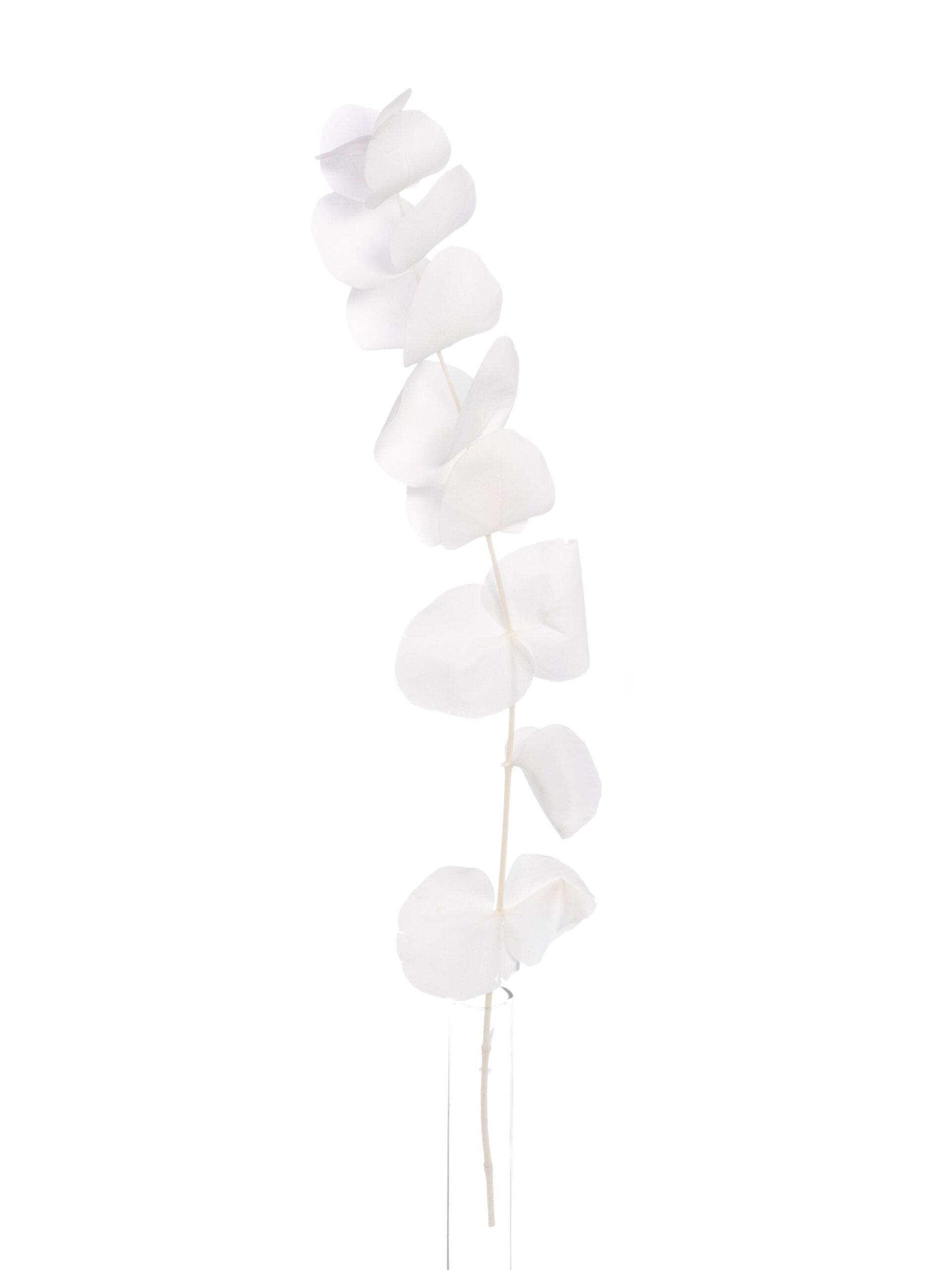 blumigo-trockenblumen-eukalyptus-cinerea-bund-getrocknet-wei image 3