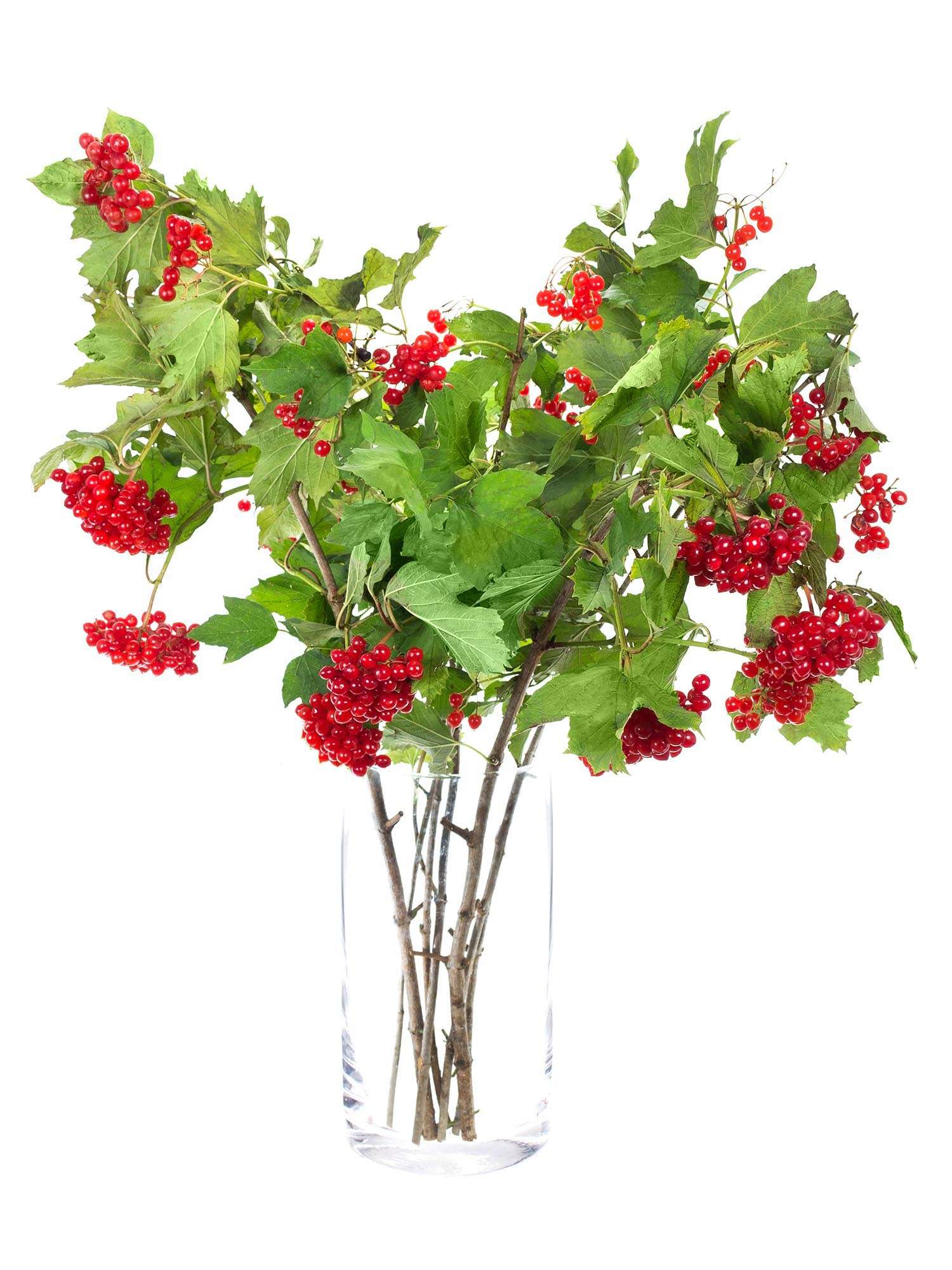 blumigo-zwergschneeball-compactum-zweig-rot image 2