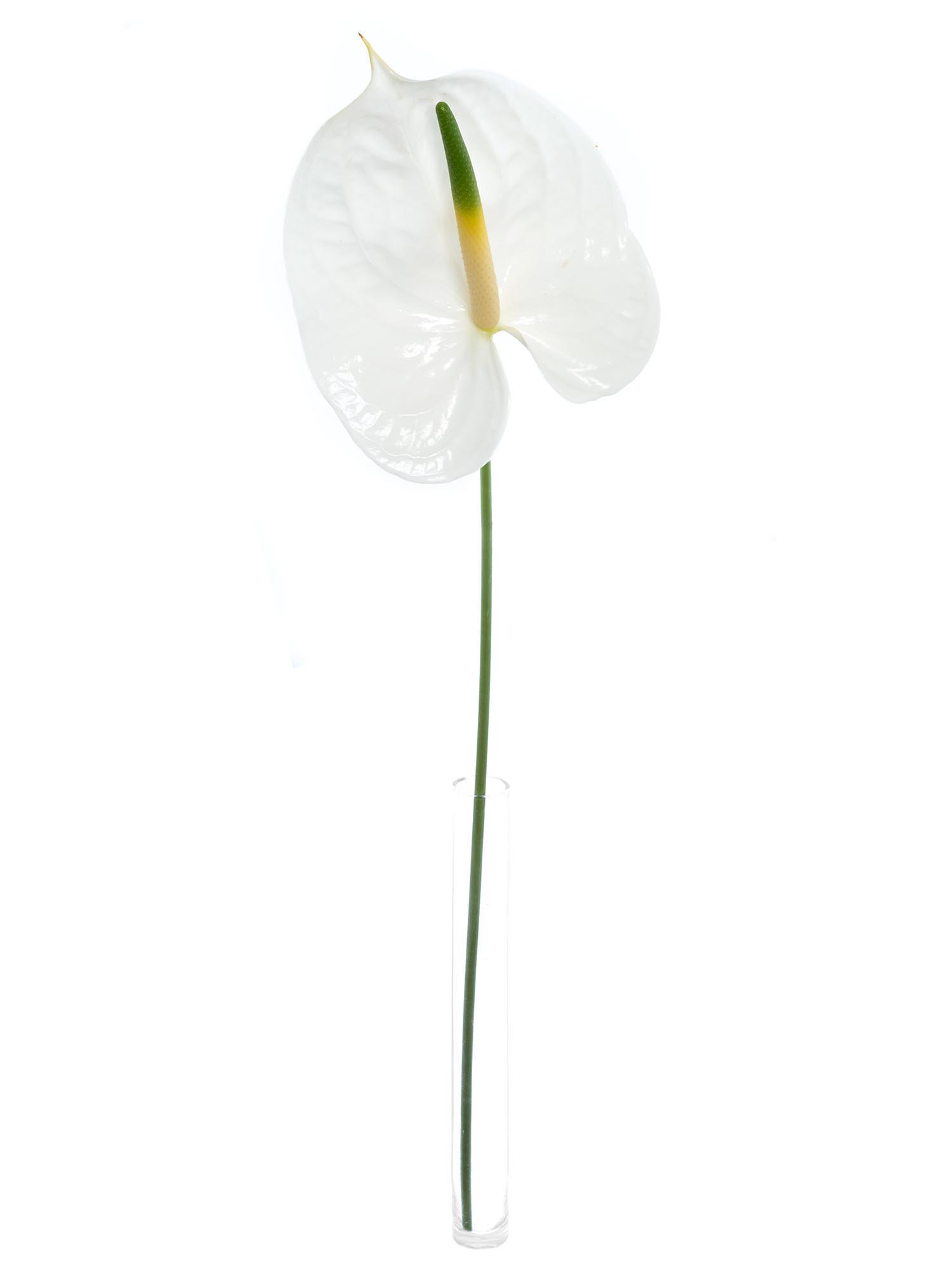 blumigo-blattwerk-und-bindegr-n-anthurie-adina-wei-exotisch image 3