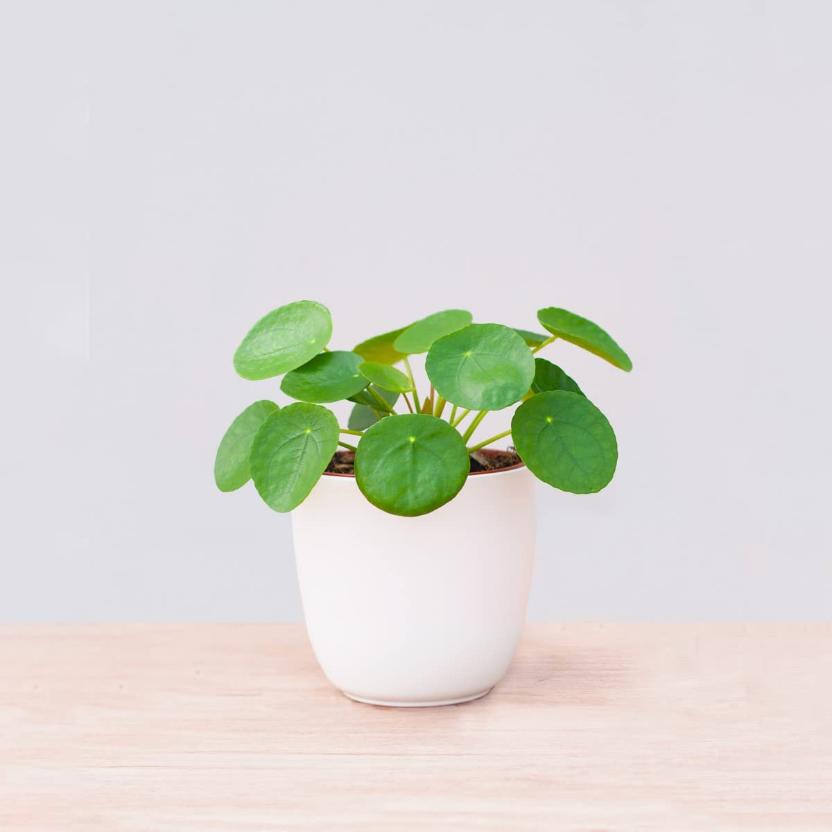 plnts-pilea-peperomioides-ufopflanze-20-cm-im-12-cm-topf image 7