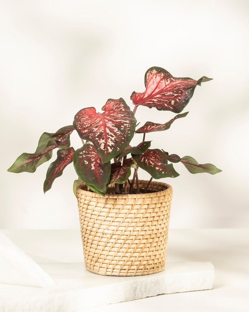 feey-variado-caladium-desert-sunset-zimmerpflanze-o-topf image 5