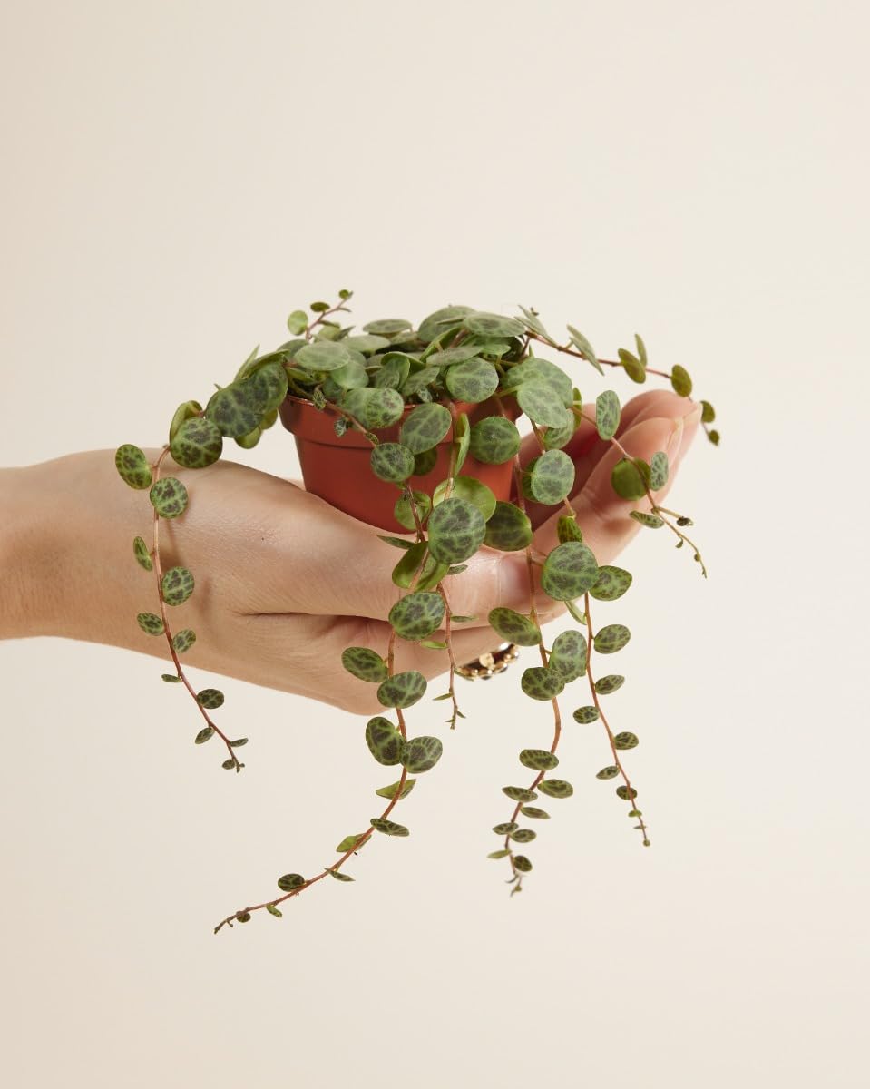 plnts-babyplnts-baby-peperomia-prostrata-zimmerpflanze-6cm-topf image 2