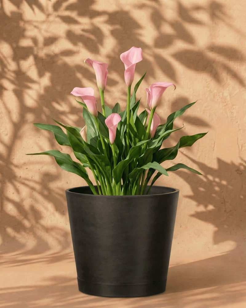 feey-amsterdam-calla-rosa-knollen-3-stk-gartenpflanze image 6