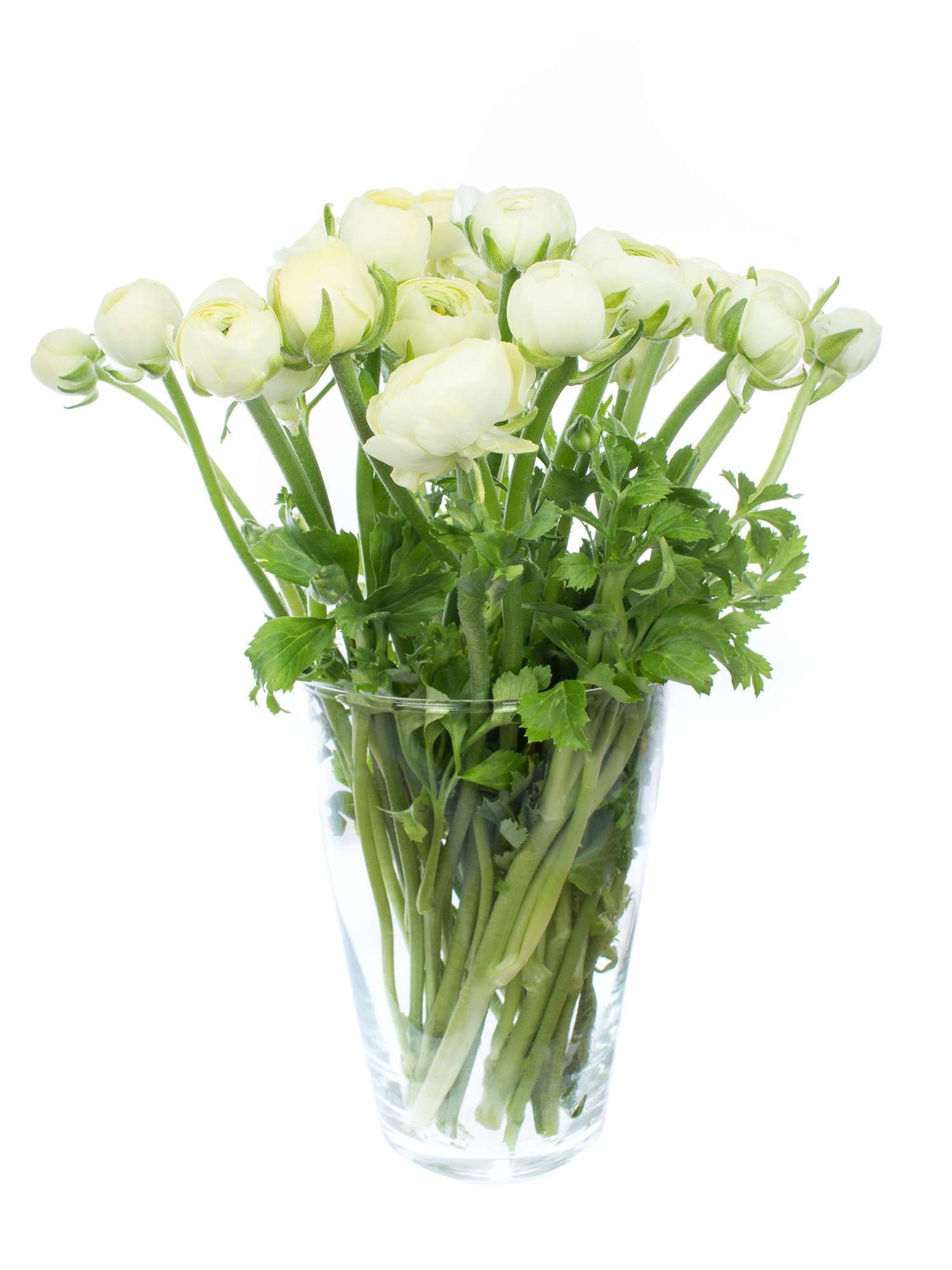 blumigo-ranunkeln-elegance-creme-schnittblume-creme-wei image 2
