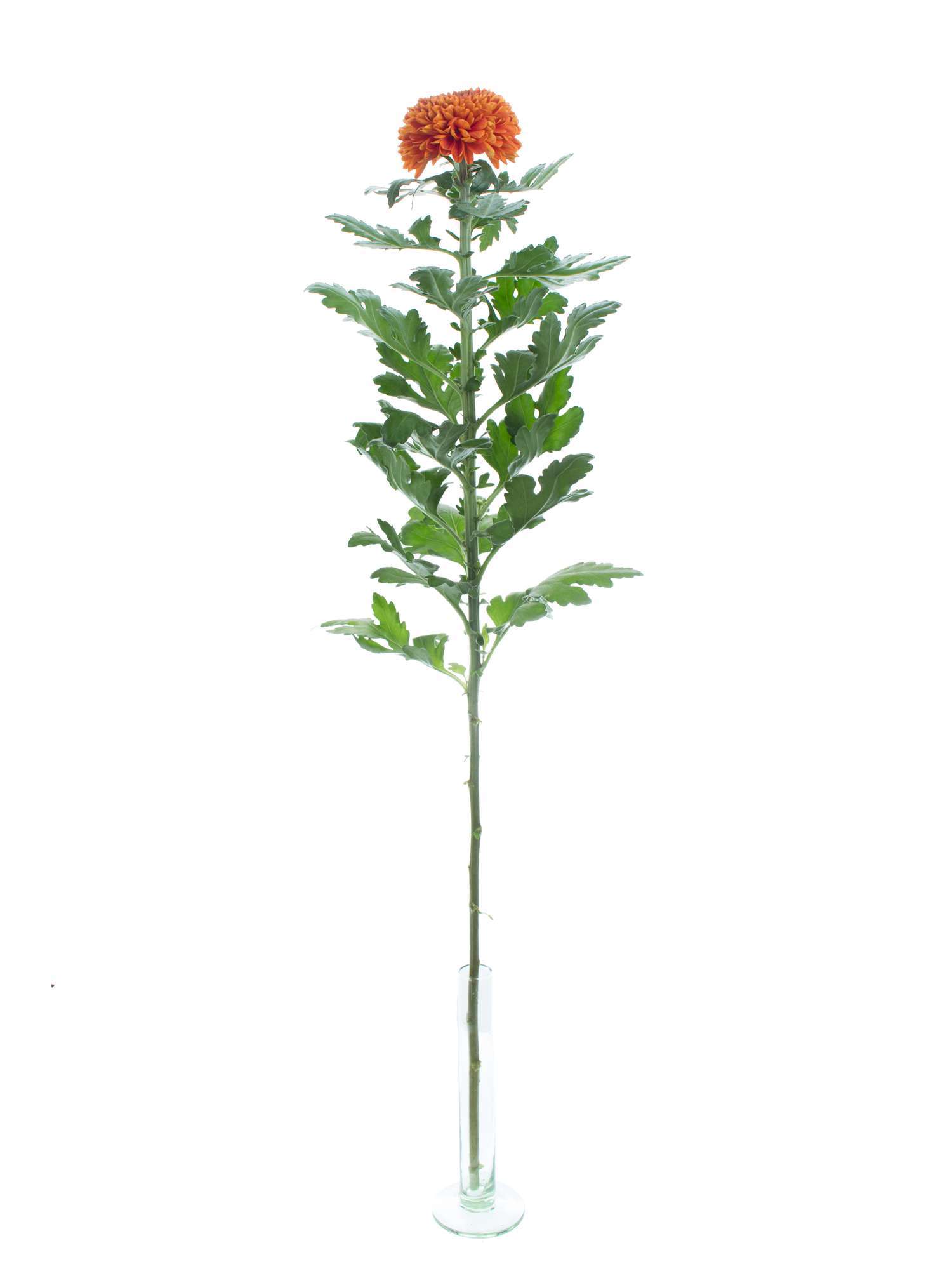 blumigo-chrysanthemen-paladov-dark-orange-schnittblume image 3