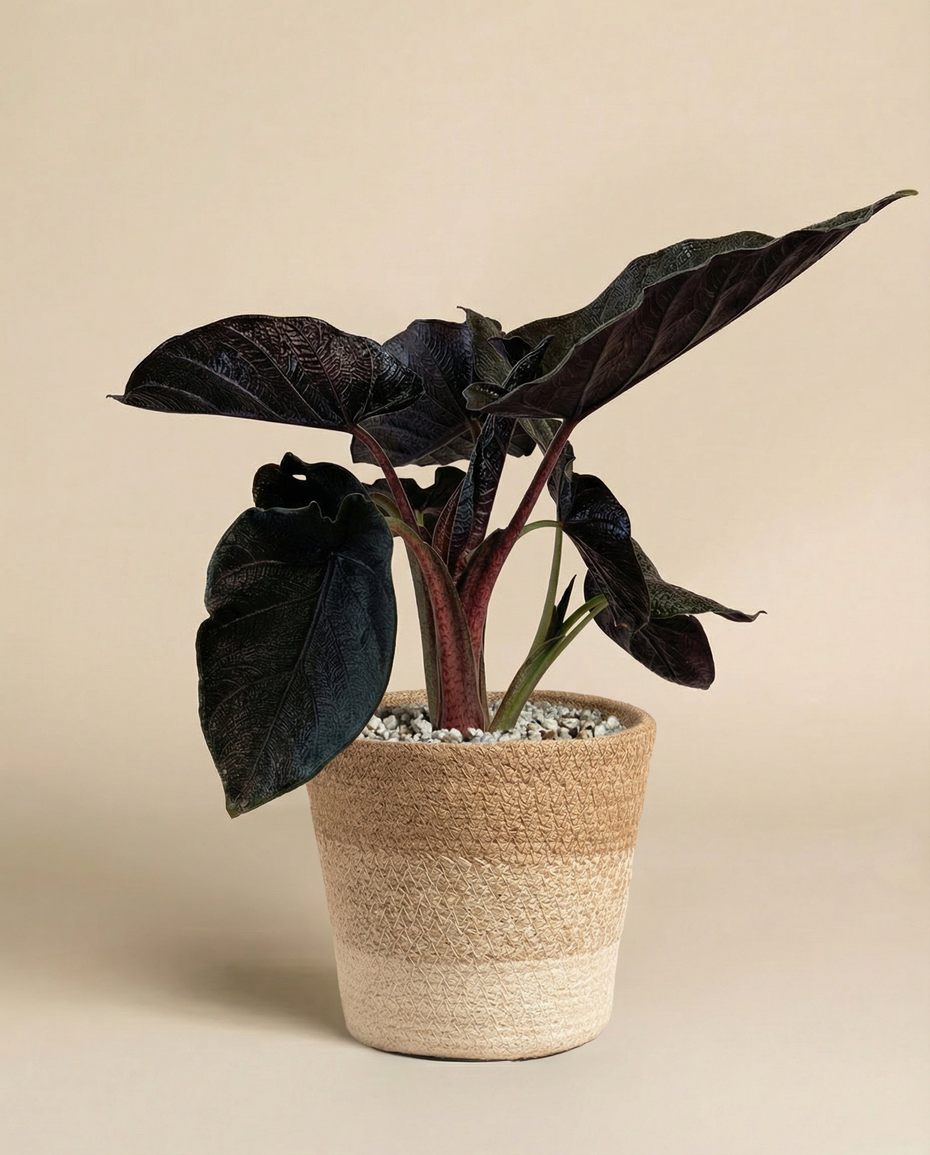 feey-alocasia-antoro-velvet-elefantenohr image 6