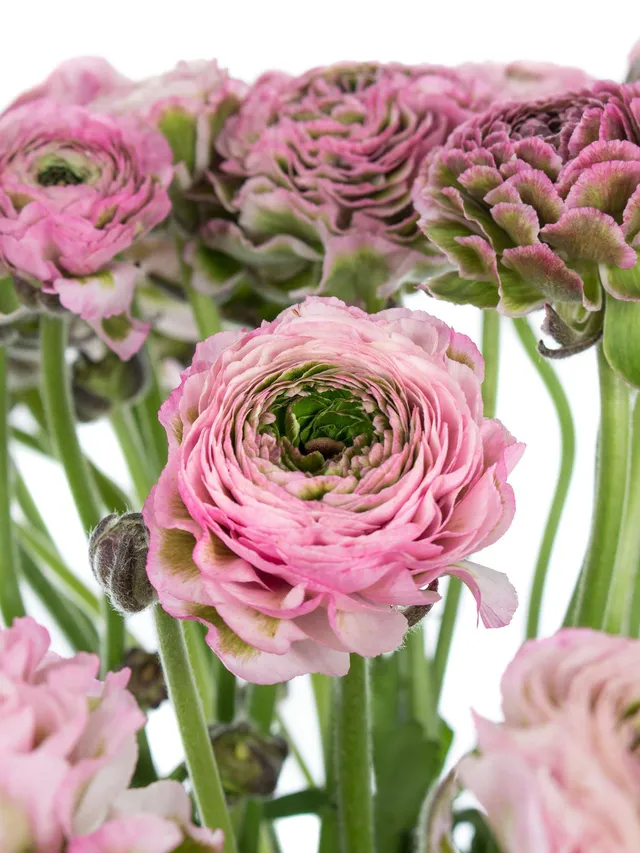blumigo-ranunkeln-xl-ponpon-hermione-rosa-gr-ne-ranunkeln-stiel image 1