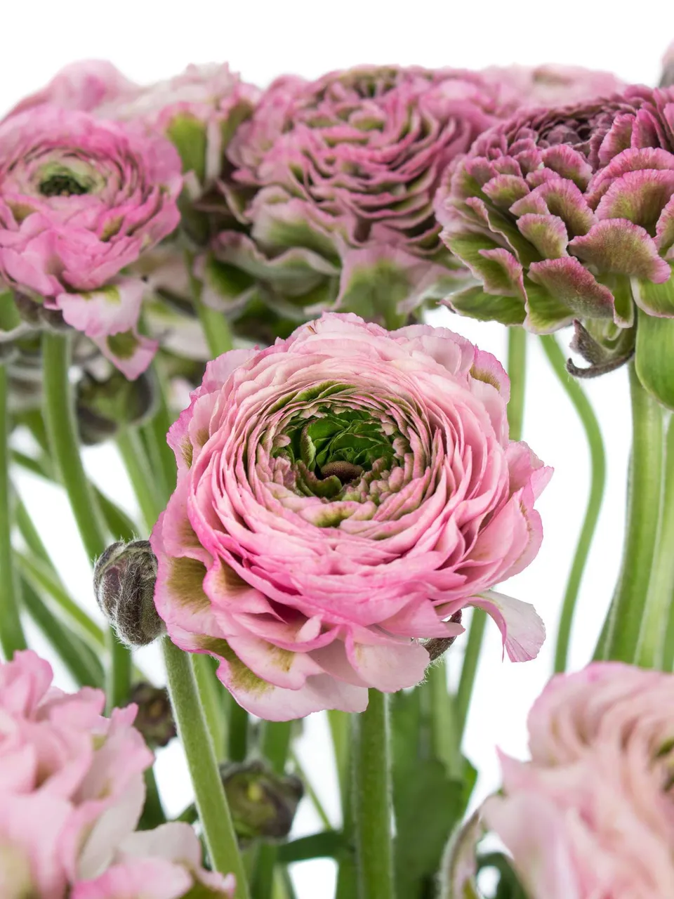 blumigo-ranunkeln-xl-ponpon-hermione-rosa-gr-ne-ranunkeln-stiel image 1