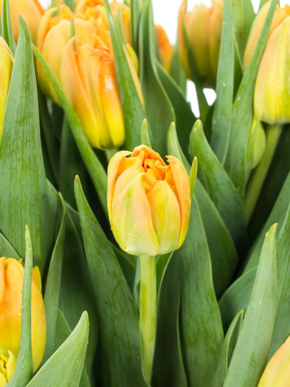 blumigo-monte-orange-tulpen-orange-gef-llt-8-tage-frisch image 1